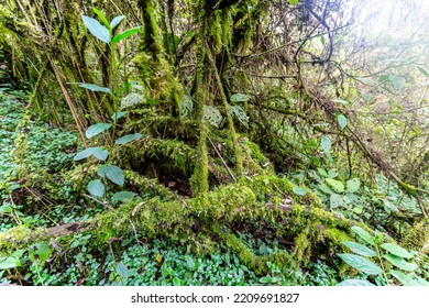 Mountain Vegetation With Its Branches Covered With Moss