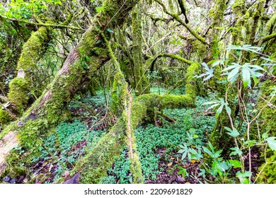 Mountain Vegetation With Its Branches Covered With Moss