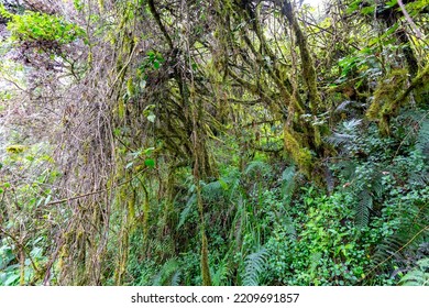 Mountain Vegetation With Its Branches Covered With Moss