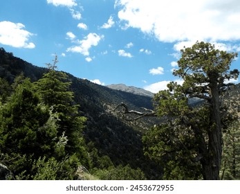 mountain view around the trees
