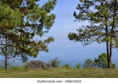 Mountain view between 2 pines 