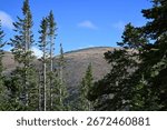 Mountain view between the pine trees