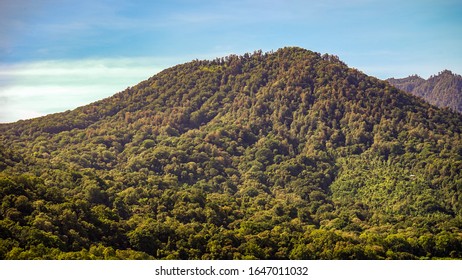 Mountain view with dense forest                              