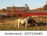 Mountain View Farm 1883, Red Barns, East Burke, Vermont, USA