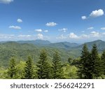 Mountain View Through Pine Trees