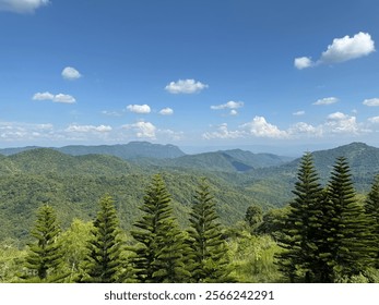Mountain View Through Pine Trees