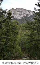 Mountain View through the Trees