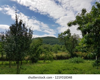Mountain view with trees