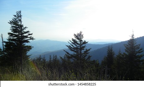 Mountain View with the trees