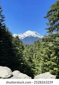 Mountain View from the trees