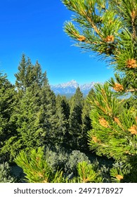 Mountain View with trees in foreground