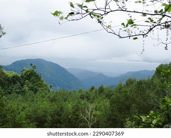 mountain view with in various trees
