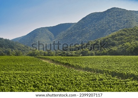 Mountain vineyard landscape in the Praskoveevka village, Krasnodar region of Russia