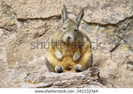 Mountain Viscacha (Lagidium viscacia) sitting on a rock in Lauca National Park, Chile