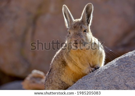 Mountain viscacha ,Southern Viscacha (Lagidium viscacia) in the rocks, Eduardo Avaroa Andean Fauna National Reserve, Bolivia