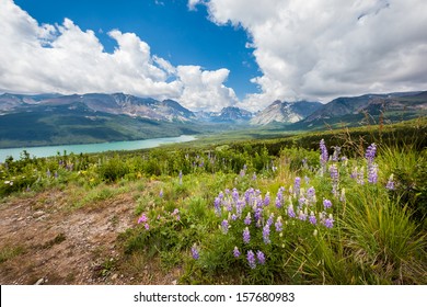 Mountain And Wild Flowers In Spring, Glacier National Park.