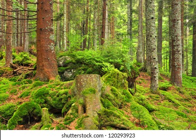 Montane Forest Images Stock Photos Vectors Shutterstock