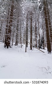 Mountain winter forest

