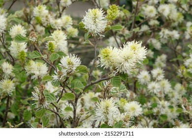 Mountain witch alder in flower - Shutterstock ID 2152291711