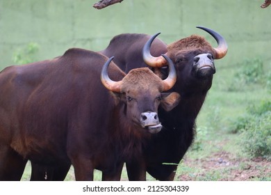 Mountain Yak Couple Comforting Each Other