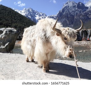 Mountain Yak At Jade Dragon Snow Mountain, Lijiang, Yunnan