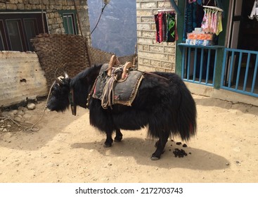 Mountain Yak Spotted At Namche Bazar