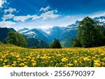 Mountain yellow flowers. Mountain flowers. Mountain meadow flowers. Meadow with yellow flowers in mountains