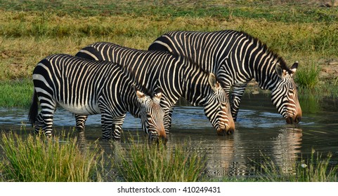 Mountain Zebra