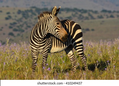 Mountain Zebra