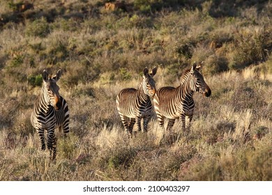 Mountain zebra of Karoo National Park