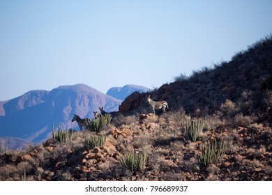 Mountain Zebra In Namibia