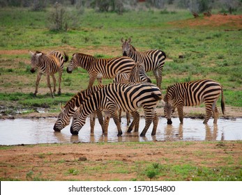 Mountain Zebras at watering place, Tsavo East National Park, Kenya, Africa: stockfoto