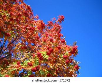 Mountainash in the sky