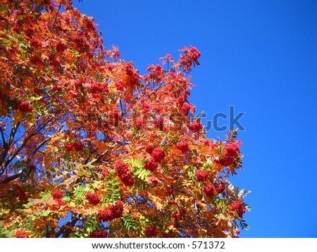 Mountainash in the sky