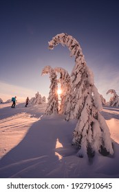 Mountaineer backcountry ski waling in the mountains. Ski touring in high alpine landscape with snowy trees. Adventure winter extreme sport.