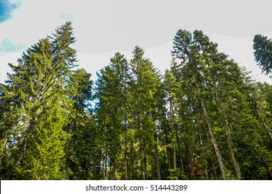 Mountain,Green