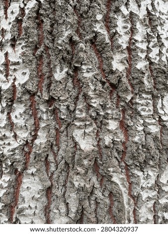 mountainous cracked white treebark surface showing gray and red beneath