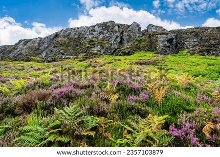 Mountainous terrain with rocks, ferns and wildflower plants in the Highlands, Scotland.