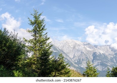 Mountainrange in Tyrol, Austria. Fir trees in foreground