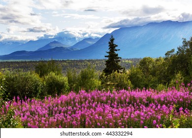 Mountains Of Alaska In Summer