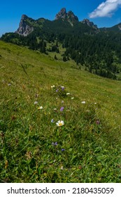 the mountains called Elsspitze (El's tip) and Breithorn with the forested steep slopes and alpine flowered meadows. beautiful summer holiday with hiking in Vorarlberg, Austria