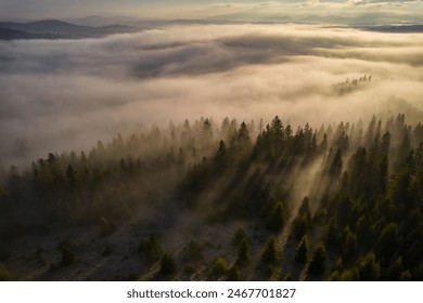 Mountains in clouds at sunrise in summer. Aerial view of mountain peak with green trees in fog. Beautiful landscape with high rocks, forest, sky. Top view from drone of mountain valley in low clouds - Powered by Shutterstock