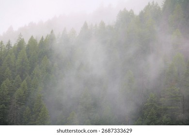Mountains covered with pine trees surrounded with fog during a rain storm on the Northern California landscape taken at an alpine forest in the Shasta Wilderness, CA