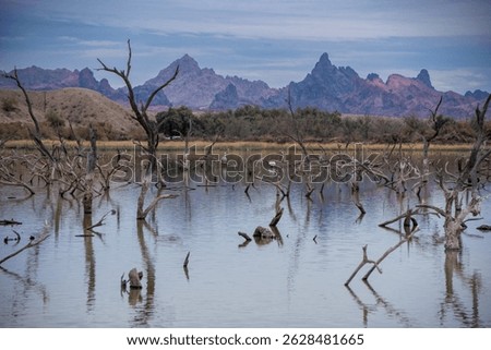 Mountains and dead trees reflected in calm water at Catfish Paradise in Havasu National Wildlife Refuge, Arizona.