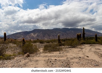 Mountains of different colors in the background and cactus along the way. Highland environment.