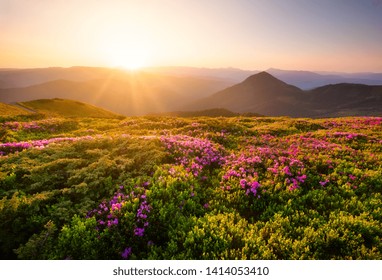 Mountains during flowers blossom and sunrise. Flowers on mountain hills. Natural landscape at the summer time. Mountains range. Mountain - image - Powered by Shutterstock