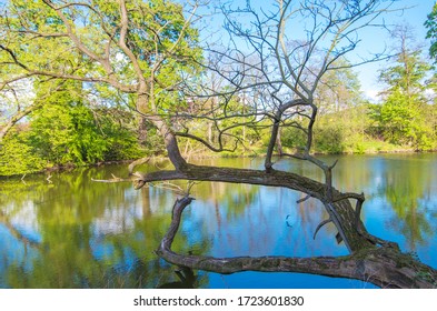 Mountains during the spring time