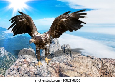 Mountains eagle flying with
