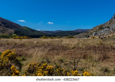 Mountains and Gorse