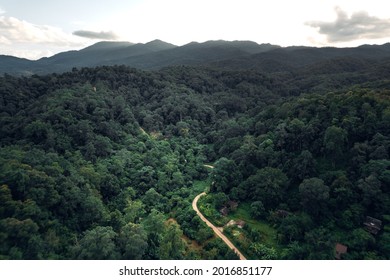 Mountains and green forest in the evening, bird's eye view